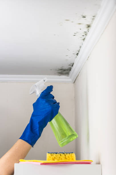 Best Attic Mold Removal  in Fairmount, GA