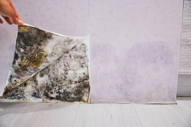 Best Mold Removal Near Me  in Fairmount, GA